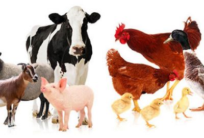 Các giải pháp tăng cường sức đề kháng cho vật nuôi